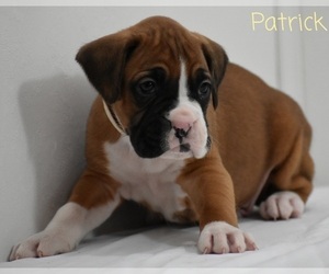Boxer Puppy for sale in SHIPSHEWANA, IN, USA