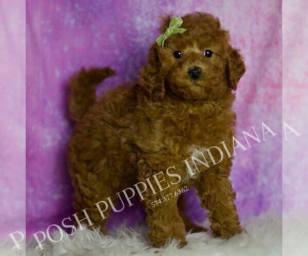 Medium Photo #64 Goldendoodle (Miniature) Puppy For Sale in WARSAW, IN, USA