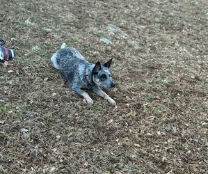 Mother of the Australian Cattle Dog puppies born on 02/15/2026