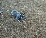 Small Photo #1 Australian Cattle Dog Puppy For Sale in ASHEBORO, NC, USA