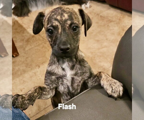 Medium Photo #3 Black Mouth Cur-Dachshund Mix Puppy For Sale in Royal Palm Beach, FL, USA