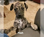 Small #2 Black Mouth Cur-Dachshund Mix