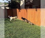 Small #6 German Shepherd Dog