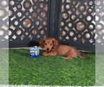Image preview for Ad Listing. Nickname: Magnum