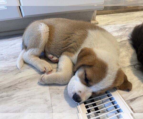 Medium Photo #4 Saint Pyrenees Puppy For Sale in Fenton, MO, USA