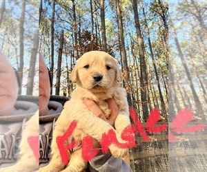 Golden Retriever Puppy for sale in WILLIAMSBURG, VA, USA