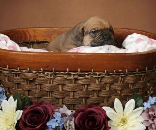 Medium Photo #9 Olde English Bulldogge Puppy For Sale in WRIGHT CITY, MO, USA