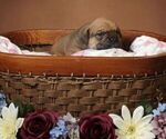 Small #8 Olde English Bulldogge