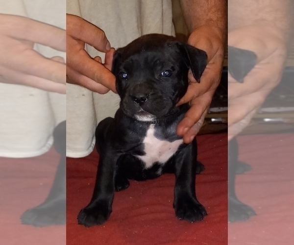 Medium Photo #7 Cane Corso Puppy For Sale in GRENVILLE, NM, USA