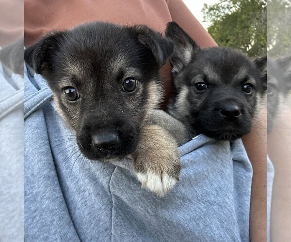 Medium Photo #2 German Shepherd Dog-Unknown Mix Puppy For Sale in Minneapolis, MN, USA