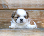 Small #6 Shih Tzu