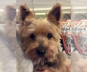 Yorkshire Terrier Dogs for adoption in SACRAMENTO, CA, USA