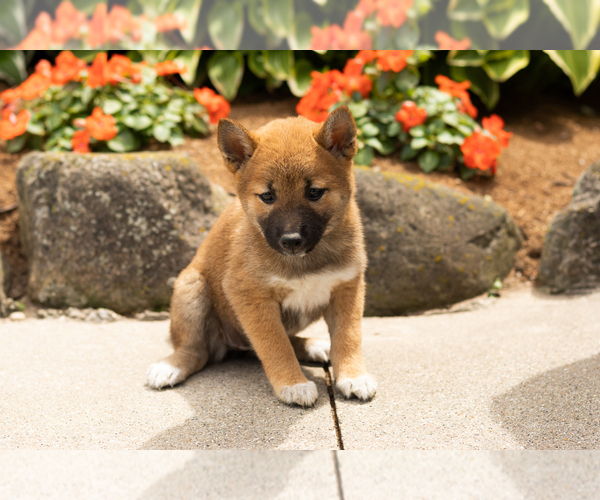 Medium Photo #2 Shiba Inu Puppy For Sale in MILLERSBURG, IN, USA