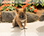 Small #1 Shiba Inu