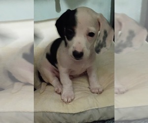 Dachshund Puppy for sale in PONCHATOULA, LA, USA