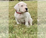 Small Photo #10 Dogo Argentino Puppy For Sale in SAN ANTONIO, TX, USA