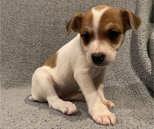 Medium Photo #32 Jack Russell Terrier Puppy For Sale in RICHMOND, MI, USA