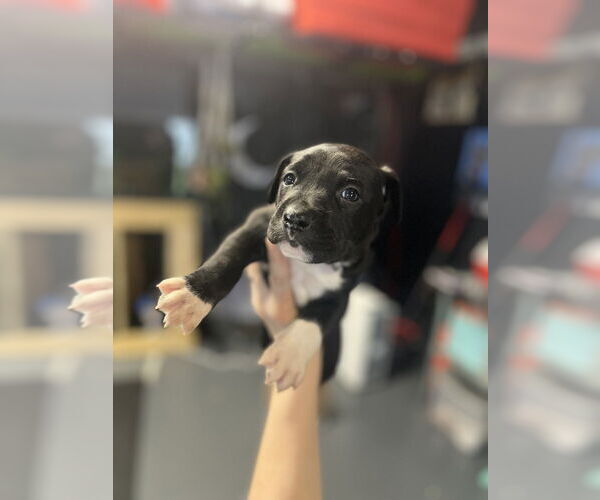 Medium Photo #6 Mutt Puppy For Sale in Imlay City, MI, USA