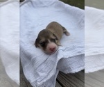 Small #1 Dachshund