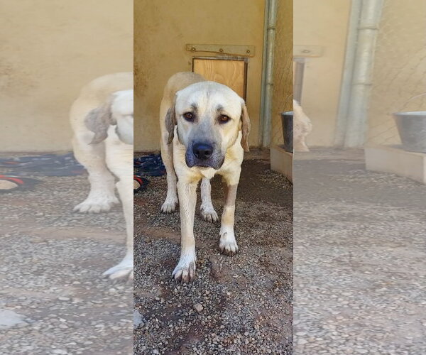 Medium Photo #1 Labrador Retriever-Unknown Mix Puppy For Sale in San Diego, CA, USA