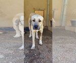 Small Labrador Retriever Mix