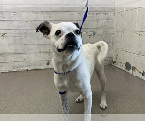 Pug-Unknown Mix Dogs for adoption in San Bernardino, CA, USA