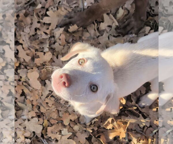 Medium Photo #5 Labrador Retriever-Unknown Mix Puppy For Sale in Fort Worth, TX, USA