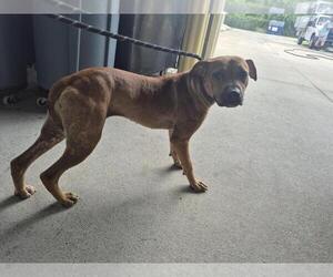 Medium American Pit Bull Terrier-Labrador Retriever Mix