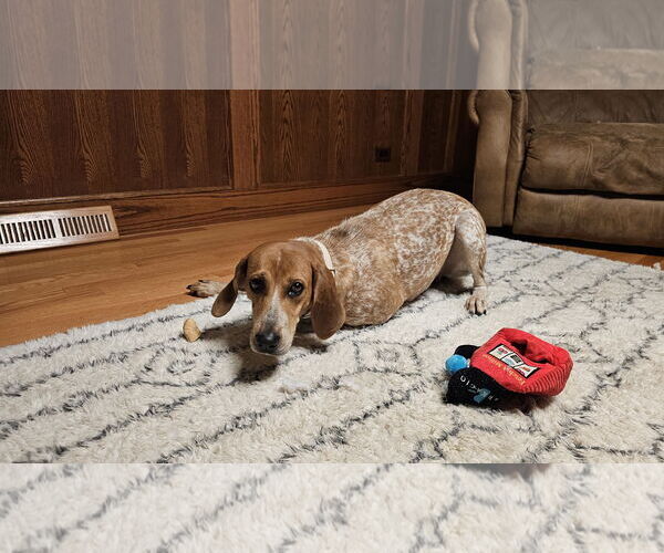 Medium Photo #6 Coonhound-Unknown Mix Puppy For Sale in Plainfield, IL, USA