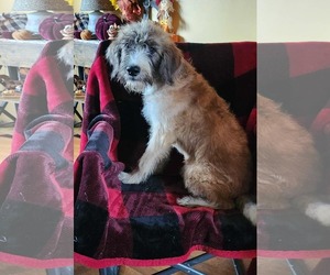 Poodle (Standard)-Unknown Mix Dogs for adoption in SHERBURNE, NY, USA