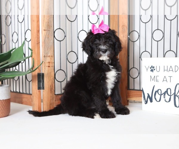Medium Photo #3 Sheepadoodle Puppy For Sale in NAPLES, FL, USA