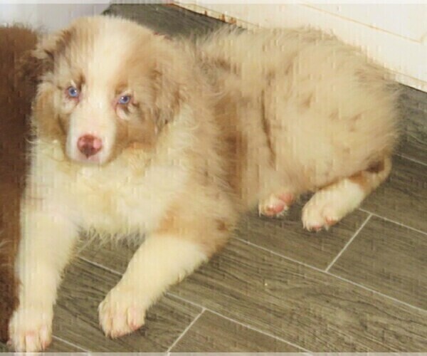 Medium Photo #4 Australian Shepherd Puppy For Sale in DRAYTON, SC, USA
