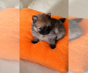 Pomeranian Puppy for sale in SPOTSYLVANIA, VA, USA
