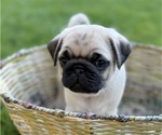 Puppy Muffin Pug