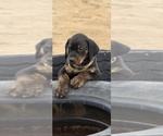 Puppy Teddy Cane Corso-Doberman Pinscher Mix