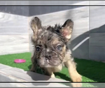 Small Photo #4 French Bulldog Puppy For Sale in MEMPHIS, TN, USA