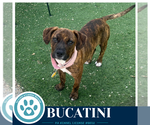 Small #6 Boxer Mix