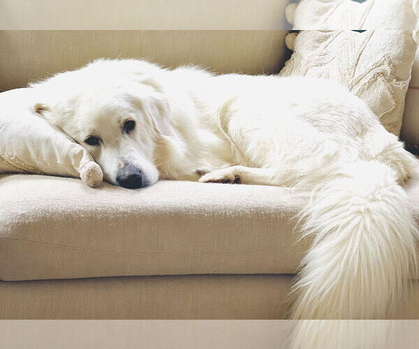 Medium Photo #2 Great Pyrenees Puppy For Sale in Dallas, TX, USA