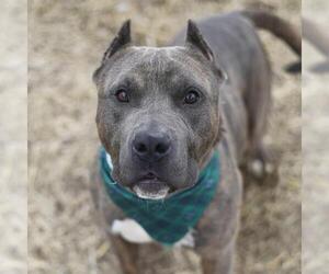 American Staffordshire Terrier-Unknown Mix Dogs for adoption in San Antonio, TX, USA