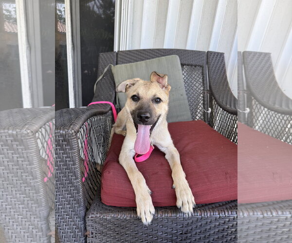 Medium Photo #3 Mutt Puppy For Sale in Royal Palm Beach, FL, USA