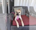 Small #2 Mutt