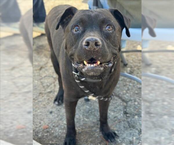 Medium Photo #2 American Pit Bull Terrier Puppy For Sale in Woodland, CA, USA