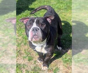 Bullypit Dogs for adoption in Akron, OH, USA