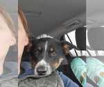 Small #1 Border Collie Mix