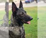 Maximus - Located in NM - Male Holland Shepherd Dog for Adoption - Small photo