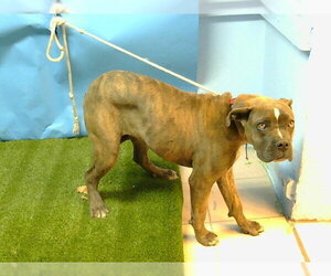 Mutt Dogs for adoption in Downey, CA, USA