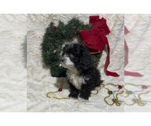 Cocker Spaniel-Poodle (Miniature) Mix Puppy for sale in DRY RUN, PA, USA