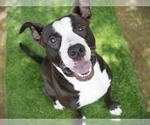 Small #1 American Staffordshire Terrier Mix