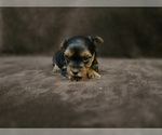 Small #3 Yorkshire Terrier