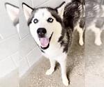Small #1 Siberian Husky